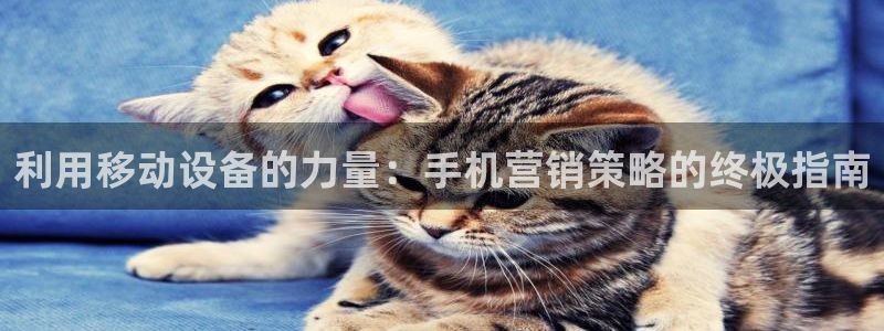 必赢88