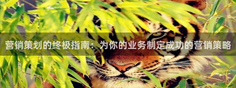 必赢客官方：营销策划的终极指南